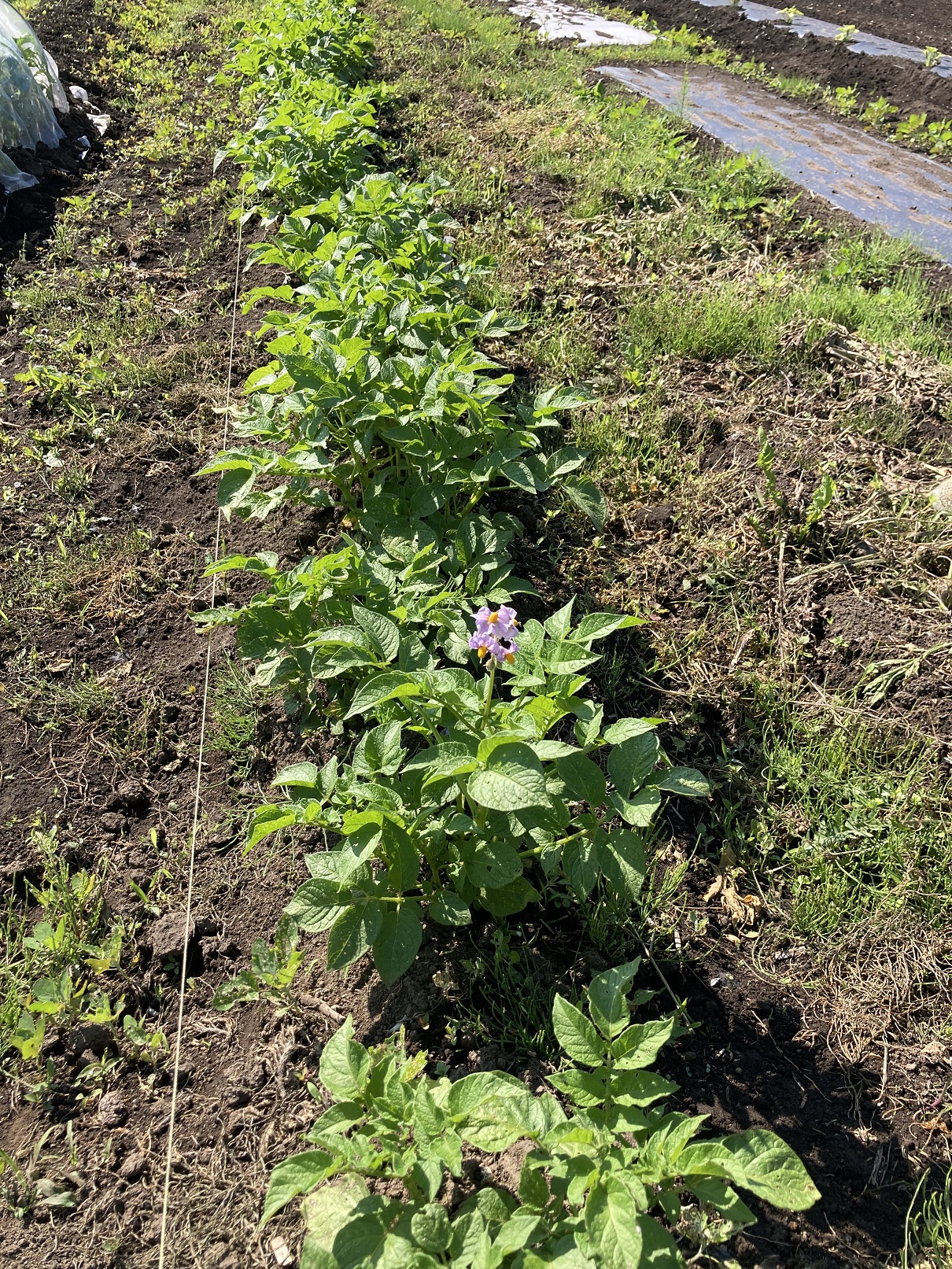 なーんちゃってファーマー