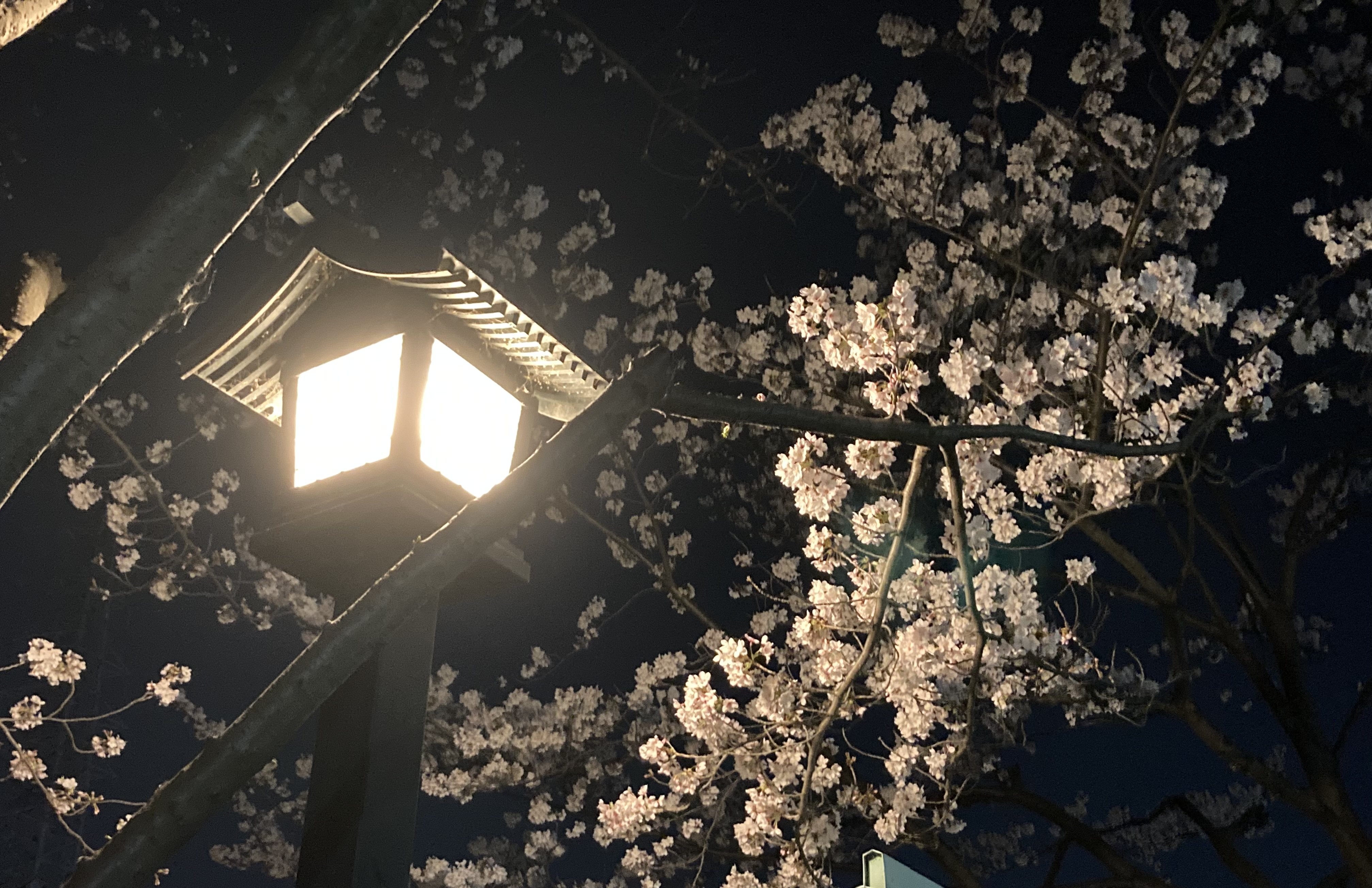 夜桜